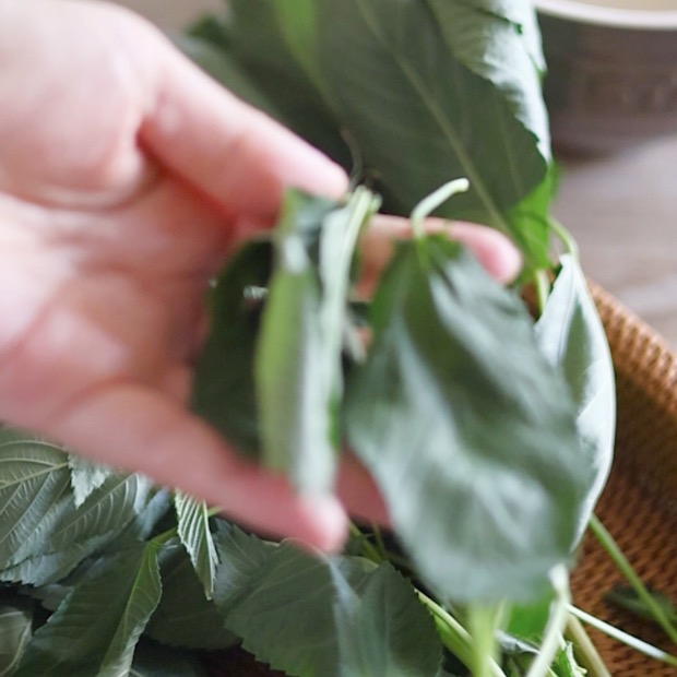 モロヘイヤの葉を茎からちぎって、ポタージュの下準備をしている様子
