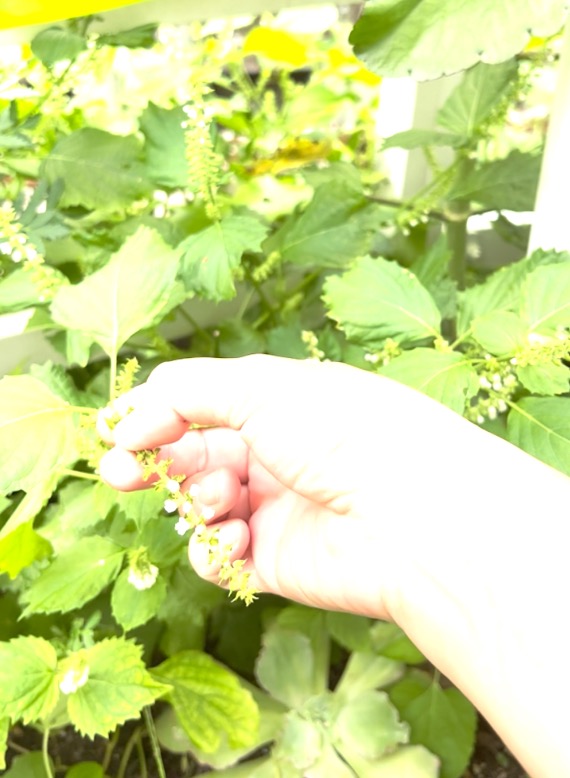庭で育った新鮮な青じその花穂(穂じそ)を手で摘み取っている様子
