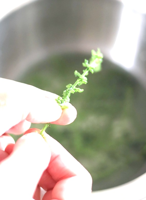 下茹でした穂じその茎を指でしごき、プチプチした実だけを簡単にとり外している手元