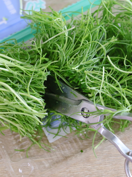 おかひじきはハサミで食べやすい長さにカットします